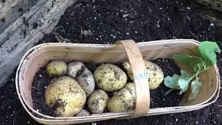 Potato Box Results