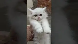 Top Quality Persian Cat
