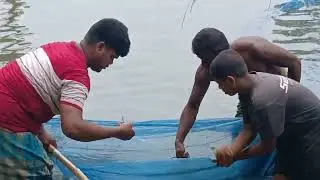 দেখুন কী অসাধারণ সুন্দর মাছ ধরার কৌশল 🐟 গ্রামবাংলার দেশি তাজা মাছ।