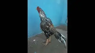 Lindo Galo Carij&oacute;, d&ecirc; uma nota de 0 a 10.