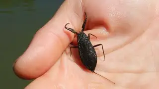 Водяной скорпион (длина до 5 см)