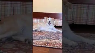 Pets On Persian Rugs (Dogs Edition)