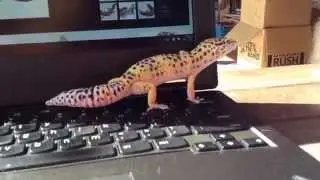 Leopard Gecko Genetics: Breeding 101