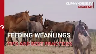 Nutritious Feeding for Weanlings: Essential Tips and Best Practices I ClipMyHorse.TV Academy