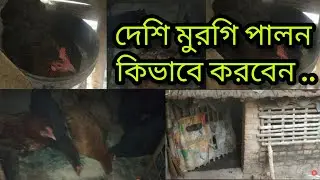 দেশি মুরগি পালন করার সঠিক পদ্ধতি।🏡🐔