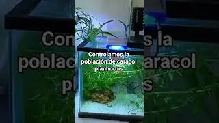 Controlamos la poblaci&oacute;n de caracol planhorbis 🐌 #peces #eradeacuario #acuario #caracolplanorbis