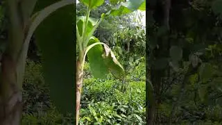 සින්නක්කර තේ අක්කර 3ක්‌ ලක්ෂ 85 ගාල්ල  ඌරල 0773869052