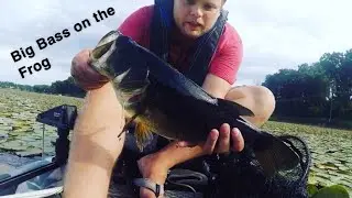 Fishing in-between thunderstorms. Big Bass crushes live target frog in lilly pads.
