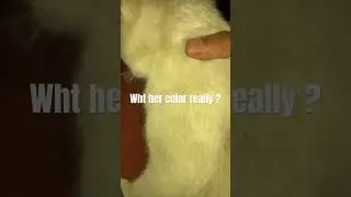 Guys guys my cats color #music #cats#funny #memes
