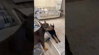 Не трогай это одеяло! 😂#катушки #шорты #исследование #питомцы