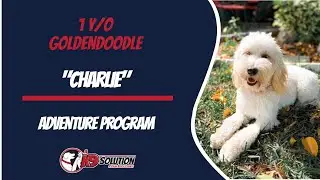 🐶Dog Trainers Palm Beach County / Dog Training Palm Beach County 🦮