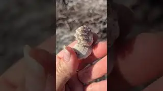 Hinged Kitten paw that looks to be attached to a beach worn ark shell