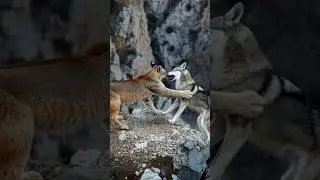 Mountain Lion vs Wolf &ndash; Rocky Ridge Duel #shorts #viral #tranding #shortfeed part 2
