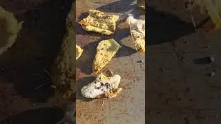 Small Hive Beetles, It Sucks to Be You!