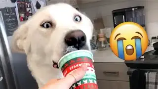 Cute and Funny Dog Voiceovers You Can't Resist!