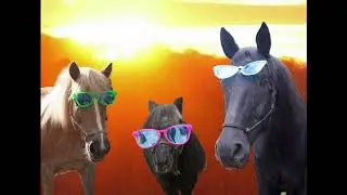 Team Velvet Inc Takes The 30 Day Horse Shine Challenge