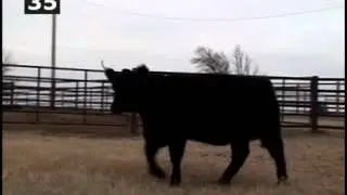 Lot 35