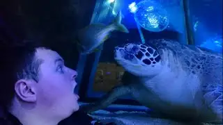 VIP Turtle Feeding Experience - Sea Life Manchester -SJBBVideos