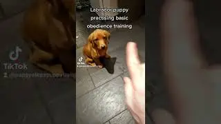 Labrador retriever puppy basic obedience training🐕&zwj;🦺 #shorts