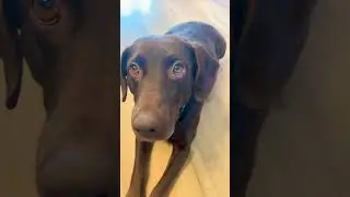 #rap #music #likeandsubscribe #puppy #dog #labrador #familybook #dogbreed #funny