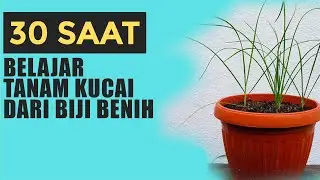#Shorts 30 Saat Belajar Tanam Kucai Dari Biji Benih