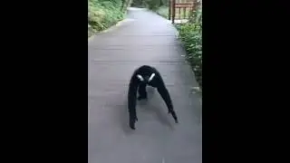 White Cheeked Gibbon Daily Life