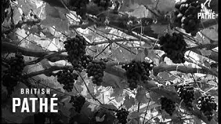 Grape Harvest At Hampton Court (1937)