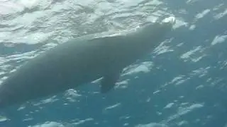 Monk seal at the surface