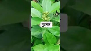 Gudmar benefits