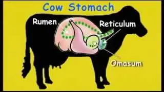 FOR KIDS -   The Cow's Stomach video