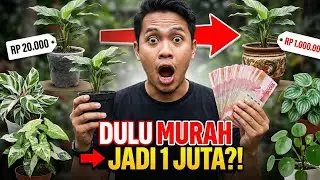 5 Tanaman Hias Ini DULU MURAH, 2026 Diprediksi Tembus 1 JUTA! Nomor 4 Mengejutkan!