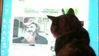 My cat loves ZenArcher