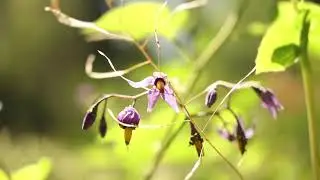BITTERSWEET NIGHTSHADE (Solanum dulcamara)