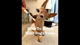 How To Brush Your Dogs Teeth