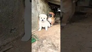 Doglovers can relate #puppy #rescuedog #dog #labrador #dogshort #youtubeshorts #shorts #viral#dog🐕🐕🐕