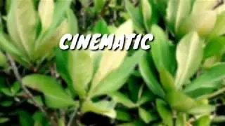 Cinematic Video Look | By - Mkavi |