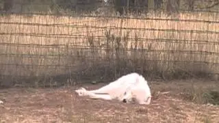 Arctic Timber Wolves - Bear Country USA - Black Hills, South Dakota 2012