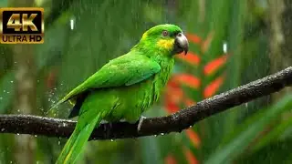 All kinds of animals with landscapes #animals #nature 