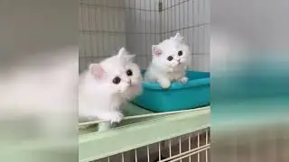 Soft baby felines will bring joy to your gentle heart