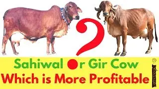 Best Sahiwal Cow Dairy Farming in India - Breed for High Milk Productivity