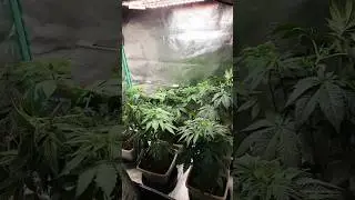 Day 33 And Outdoor Autoflowers Update #sf1000 #spiderfarmerled #garden #plants #shorts