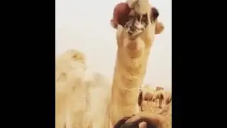 Camel With Giant Red Balloon In Mouth