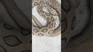 snake video jai mahakal #viral #video #viralsnakevideo #reptile #viralvideo #snake #jaimahakal