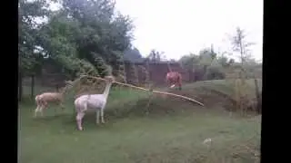 Alpaca veulens rennen over de dijk en eten aan de omgewaaide bamboe.
