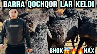 БАРРА КОЧКОРЛАР КЕЛДИ БИРИНЧИЛАРДАН  УЛГИРИБ КОЛИНГ😱🔥🔥