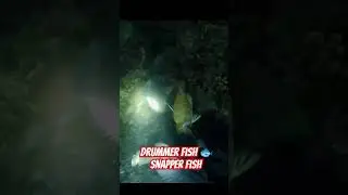 Drummer Fish & Snapper fish Hunting #fishhunter #nightspearfishing  #spearfishingworld #shorts