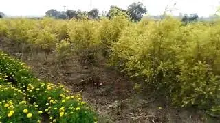 Bottom tree