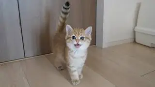 Kitten Rio was still annoyed when I kept filming him...