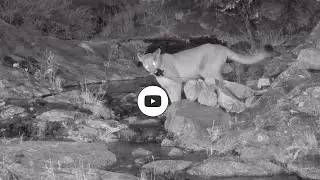 And you thought only bears tear up cameras? Ha!!!