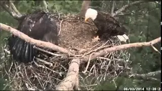 Berry College Bald Eagle 6 3 14